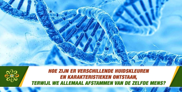 Hoe zijn er verschillende huidskleuren en karakteristieken ontstaan, terwijl we allemaal afstammen van de zelfde mens?